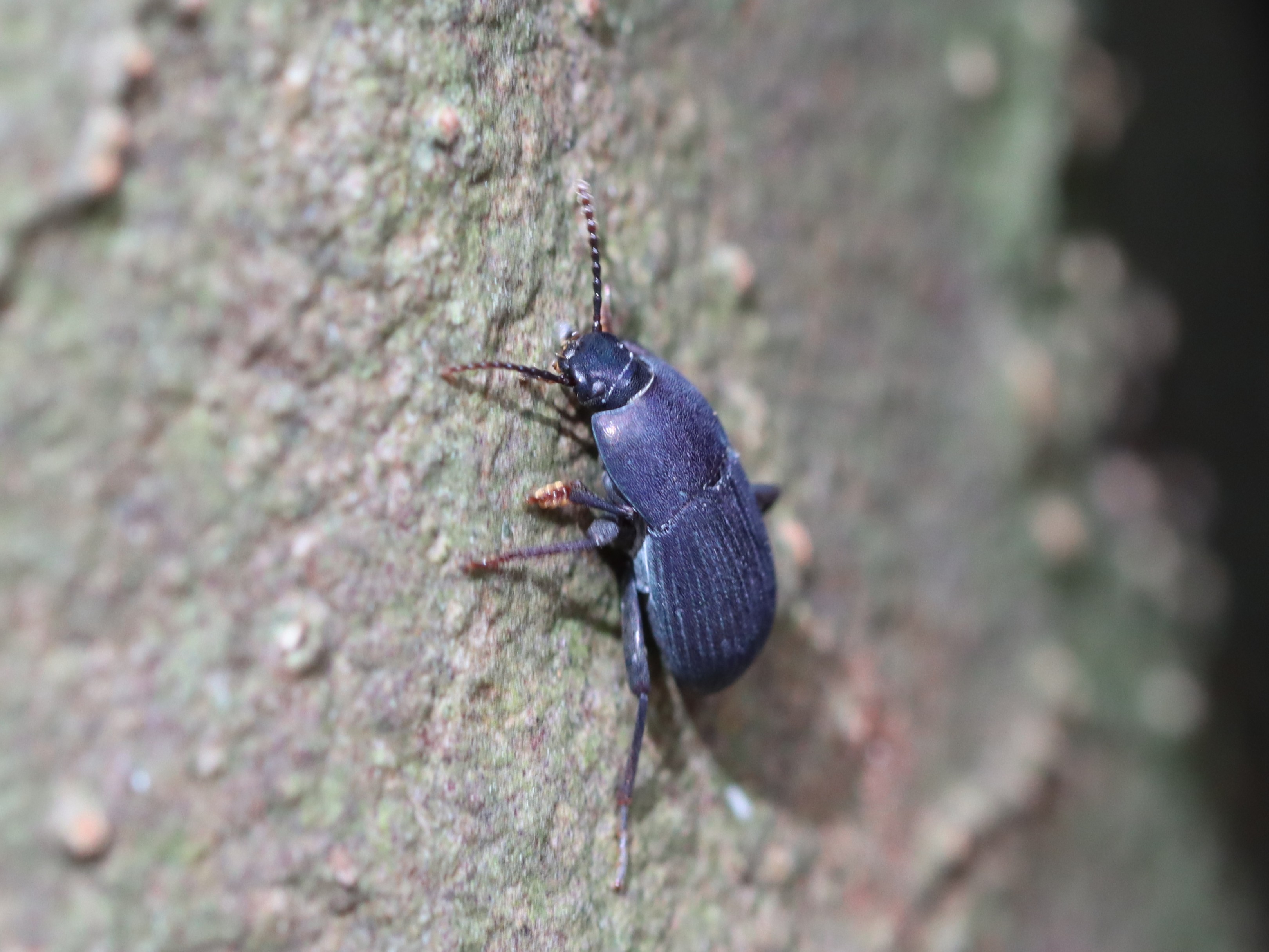 ゴモクムシダマシ